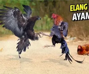 جذابیت حیات وحش؛ مرغ شجاع برای حراست از جوجه اش سگ، گربه و حتی عقاب منفجر میکنه