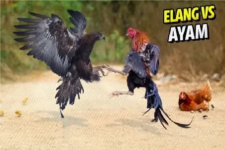 جذابیت حیات وحش؛ مرغ شجاع برای حراست از جوجه اش سگ، گربه و حتی عقاب منفجر میکنه