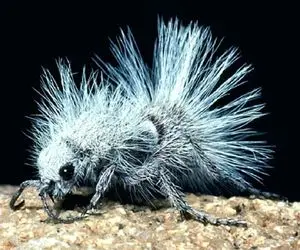 آن روی طبیعت وحشی؛ جلل الخالق! حیوانات باورنکردنی از عنکبوت پرنده‌خوار تا مورچه پاندا