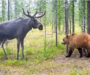 مستند حیات وحش / نبرد داخلی خرس ها برای بقا