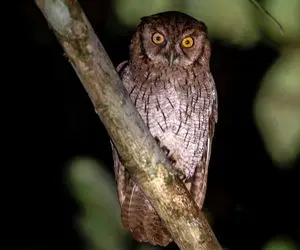 پناهگاهی امن برای گونه های در معرض تهدید؛ از پرنده و خزنده همه با هم حسااابی ردیفن!