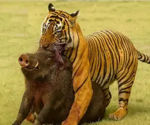 مستند حیات وحش؛ ببر خطدار جیک ثانیه گراز میزنه زمین