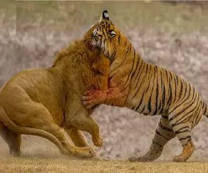 مستند حیات وحش؛ ببر خودشو سرتر از شیر میبینه حمله میکنه تا ثابت شه