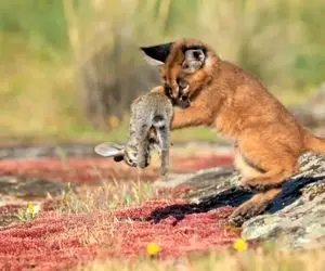 از جذابیت های حیات وحش؛ وحشی بازی بچه گربه های بامزه سر یه ناهار خوشمزه!