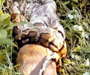 مستند حیات وحش؛ پیتون غول ایمپالا رو درسته بلعید باد کرد نای تکون خوردن نداره