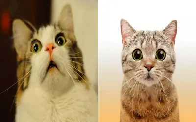 چیکار کنیم گربه های خیابونی ازمون نترسن؟