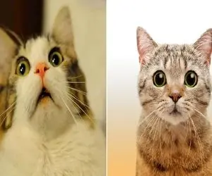 چیکار کنیم گربه های خیابونی ازمون نترسن؟