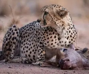 بدایع حیات وحش؛ تو 20 ثانیه چیتا بدسگال گاو رو خفه کرد و از گردن شروع کرد به خوردن