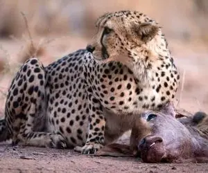 بدایع حیات وحش؛ تو 20 ثانیه چیتا بدسگال گاو رو خفه کرد و از گردن شروع کرد به خوردن