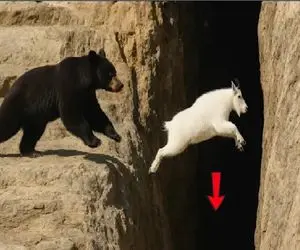 مستند حیات وحش؛ بز کوهی که جاذبه رو تبدل به فرصت میکنه