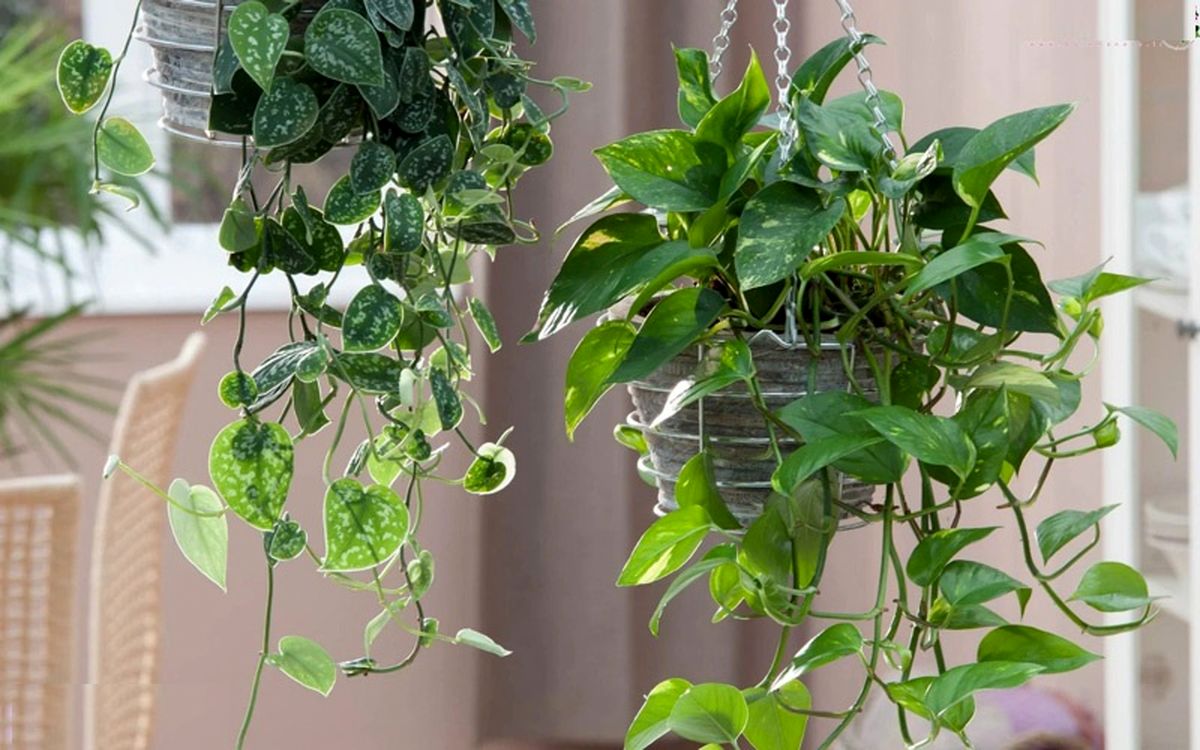 گیاهان آپارتمانی برای روی اپن