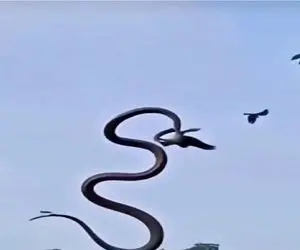 مستند حیات وحش؛ مامبای سیاه برای شکار پرنده به پرواز در میاد