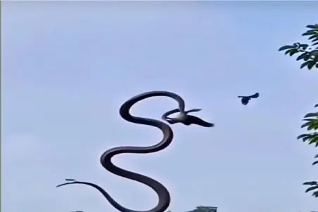 مستند حیات وحش؛ مامبای سیاه برای شکار پرنده به پرواز در میاد