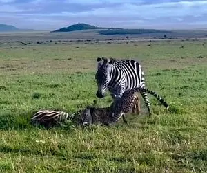 مستند حیات وحش؛ ماده گورخر عصبانی دمار از روزگار یوزپلنگ در آورد