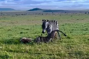 مستند حیات وحش؛ ماده گورخر عصبانی دمار از روزگار یوزپلنگ در آورد