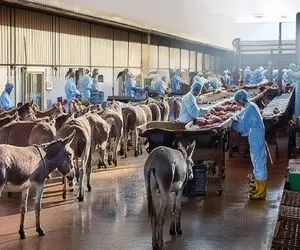 فرآوری الاغ؛ گردن الاغ و بعد 50سال بهره کشی تو کشتارگاه از قفا زدن دباغی کردن