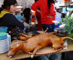 کباب سگ؛ شکم سگ نازنازی و با سس پر میکنه لوله داغ از گلوش رد میکنه بریونی شه