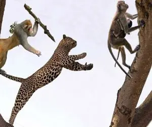 بدایع حیات وحش؛ بابون عصبانی برای محافظت از کودک با پلنگ روی یک درخت جنگیدند