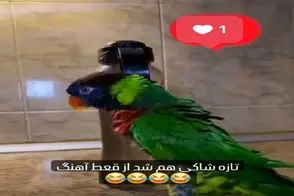 آواز شاد؛ برا طوطی قرص قمر بهنام بانی گذاشتن یه قر و فری اومد میتونه مربی کلاس رقص شه