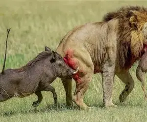 مستند حیات وحش؛ شیر با مکر تمام بچه گراز گروگان گرفت مادرشم شکار شه