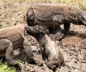 مستند حیات وحش / کومودو بد ذات تا دید گراز مثل خر تو گل گیر کرده بلعیدش