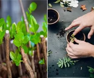 گیاهانی که میشه قلمه زد / چطور این گیس گوگولی ها رو از مامانشون جدا کنیم که خوب رشد کنن