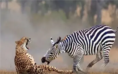 نبرد حیات وحش/گورخر به زور پاشو از دهن یوز پلنگ کشید بیرون تا بتونه فرار کنه