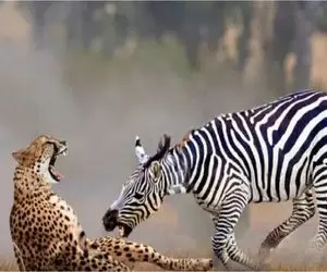 نبرد حیات وحش/گورخر به زور پاشو از دهن یوز پلنگ کشید بیرون تا بتونه فرار کنه