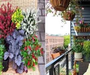 گل های مناسب بالکن در زمستان / فک نکنی برف بیاد اینا پس میفتن هر چهار فصل سبزن و زیبا