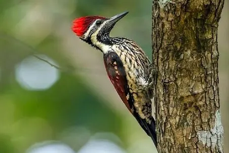 راز بقا؛ دارکوب ناز کاکل قرمزی داره به بچه‌هاش غذا میده، دو تا جوجه داره قند و عسل