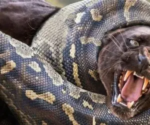 جنگ حیات وحش/ آناکوندا جگوار سیاه را تا سر حد مرگ فشار داد