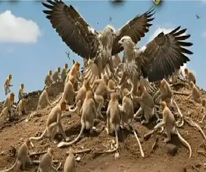 مستند حیات وحش؛ عقاب یک میمون را از خانواده ربود