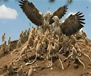 مستند حیات وحش؛ عقاب یک میمون را از خانواده ربود