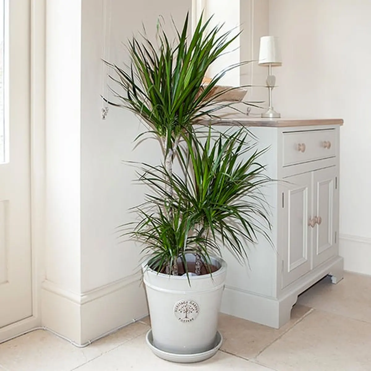 Dracaena-Marginata-3-stem-603015cm-in-24cm-pot-1.3M-tall-min1r