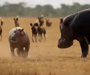 مستند حیات وحش؛ کفتارها؛ اسب آبی