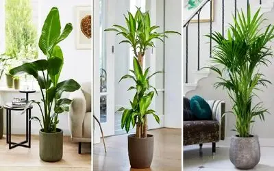 گیاهان آپارتمانی فوق لوکس که انتخاب ثروتمندان برای منزل هستند؛ شیک، شاهانه و اعیانی