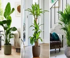 گیاهان آپارتمانی فوق لوکس که انتخاب ثروتمندان برای منزل هستند؛ شیک، شاهانه و اعیانی