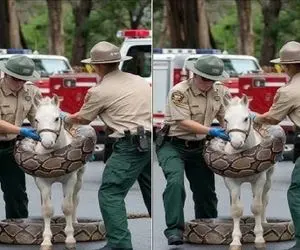 جذابیت حیات وحش؛ پیتون هرکول وسط جاده پیچید دور آهو پلیس درحال جدا کردنشه