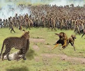 جذابیت حیات وحش؛ پلنگ ددمنش گیر کرد وسط گله کفتار بدسگال نصفشونو لت و پار کرد
