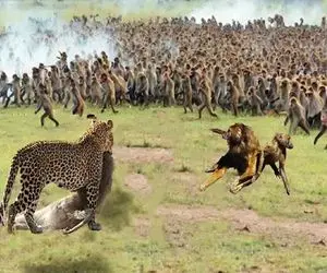 جذابیت حیات وحش؛ پلنگ ددمنش گیر کرد وسط گله کفتار بدسگال نصفشونو لت و پار کرد