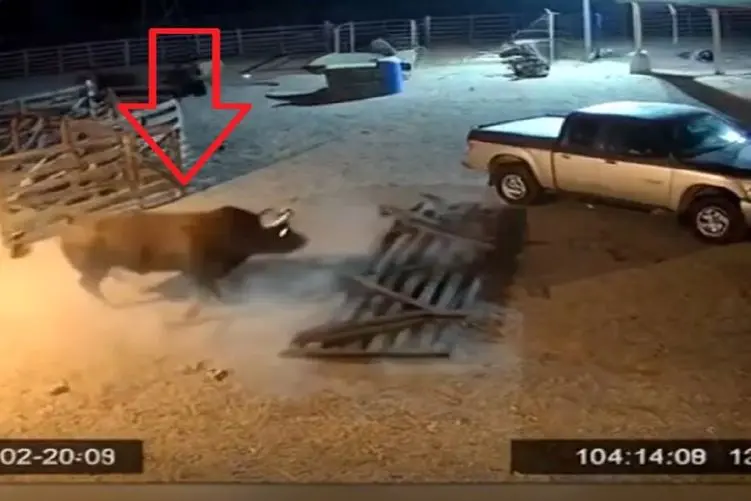 دامپروری نوین؛ گاو روانی به قدری گاوه که حد نداره