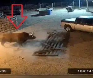 دامپروری نوین؛ گاو روانی به قدری گاوه که حد نداره