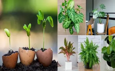 تهیه کود گیاهی خانگی / گلات پژمرده و بی حالن با یه تخم مرغ سرحال میشن با 4 هزار تومن