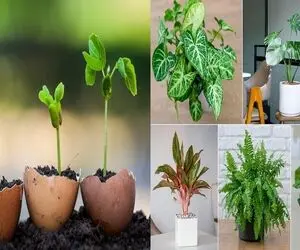 تهیه کود گیاهی خانگی / گلات پژمرده و بی حالن با یه تخم مرغ سرحال میشن با 4 هزار تومن
