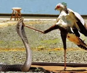 از جذابیت های حیات وحش؛ مرغ وحشی با پا محکم کوبید صورت مار غول نقش بر زمینش کرد