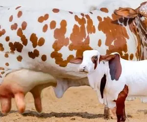 فرآوری گاو؛ گاو پر شیر و البته پر سخاوت که هم میزاره بدوشنش هم به گوساله اش شیر میده