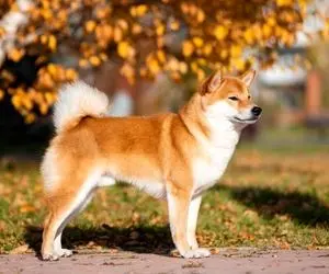 زمان آن فرا رسیده که شیبااینو به 0.0001 دلار برسد؟