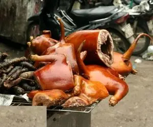 کباب سگ؛ سگ نازنازی و کت بسته رو آتیش پخت بعد سرخ شدن مثله شده سرو کرد