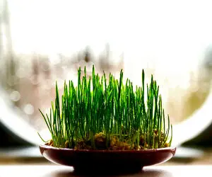 گل و سبزه شب عید چند؟