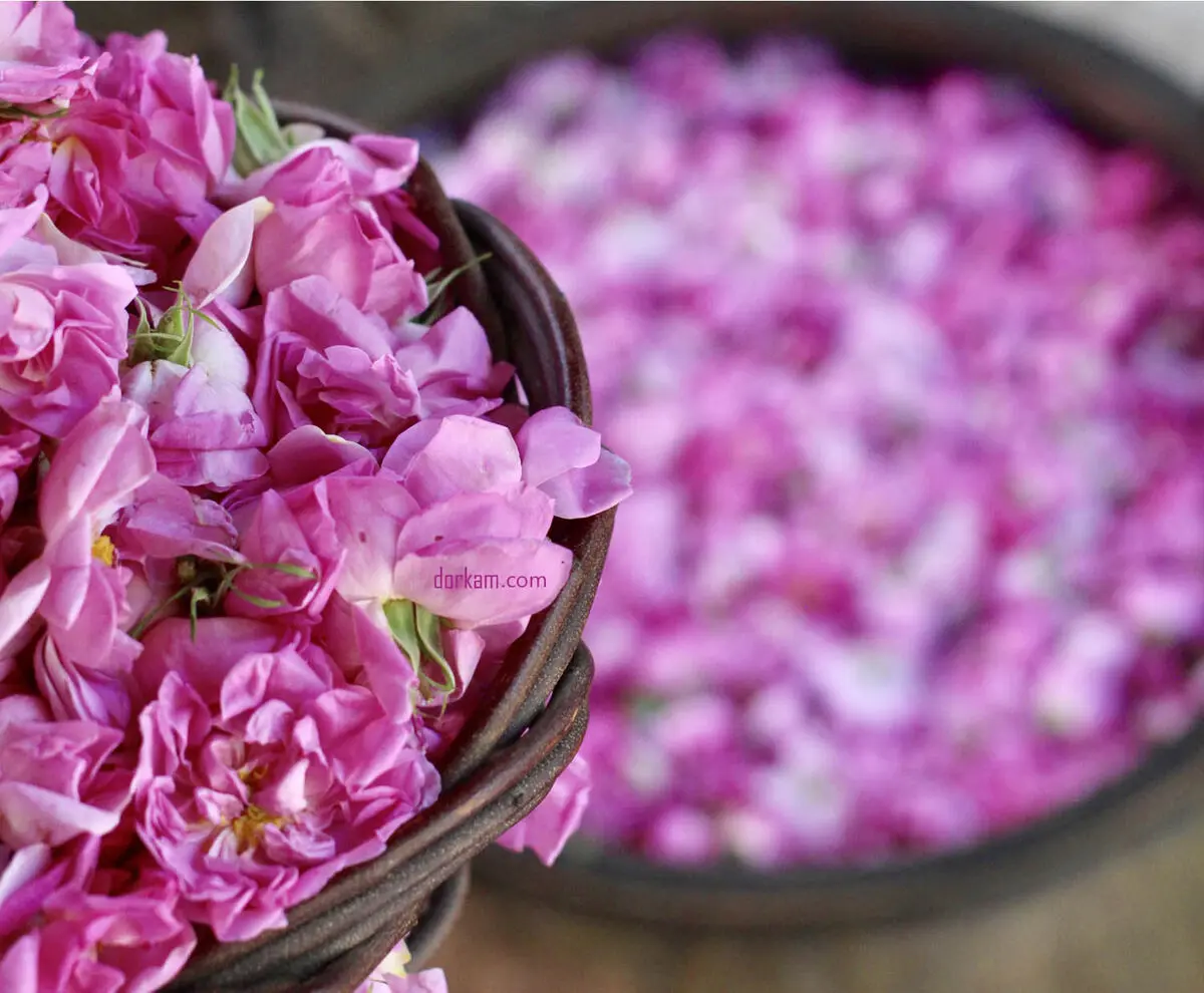 rose-flower